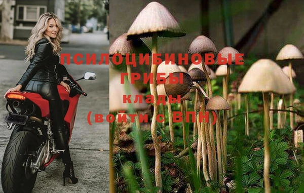 PSILOCYBIN Строитель